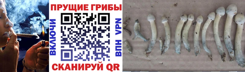 hydra зеркало  где купить наркотик  Котельнич  Галлюциногенные грибы Cubensis 